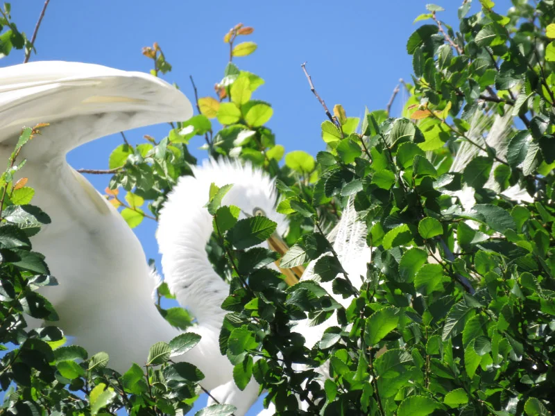 Rookery at University of Texas Southwestern Medical School — The 21st ...