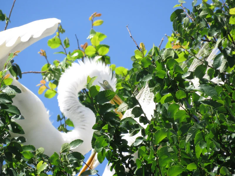 Rookery at University of Texas Southwestern Medical School — The 21st ...