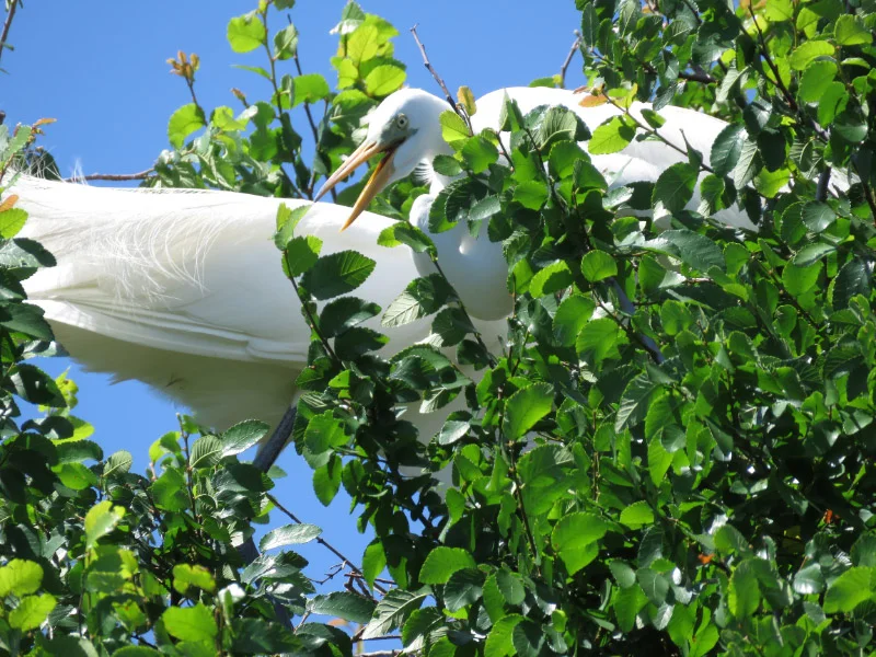 Rookery at University of Texas Southwestern Medical School — The 21st ...