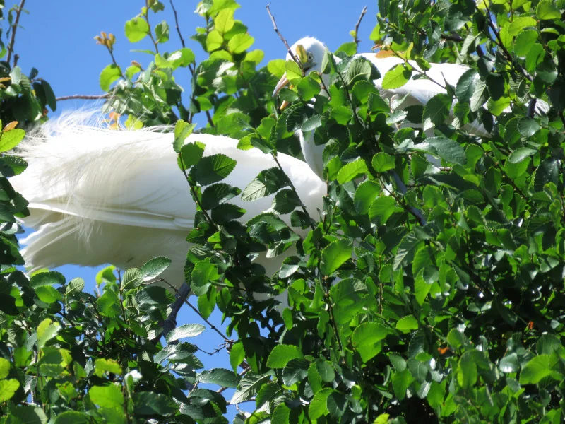Rookery at University of Texas Southwestern Medical School — The 21st ...