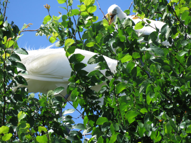 Rookery at University of Texas Southwestern Medical School — The 21st ...
