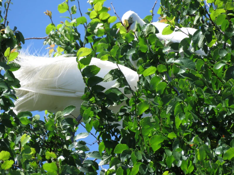 Rookery at University of Texas Southwestern Medical School — The 21st ...