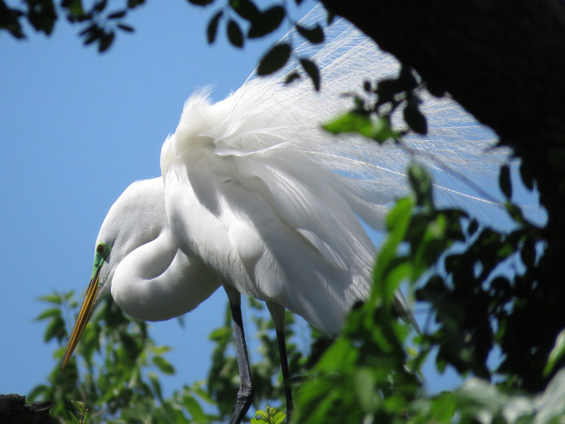 Rookery at University of Texas Southwestern Medical School — The 21st ...