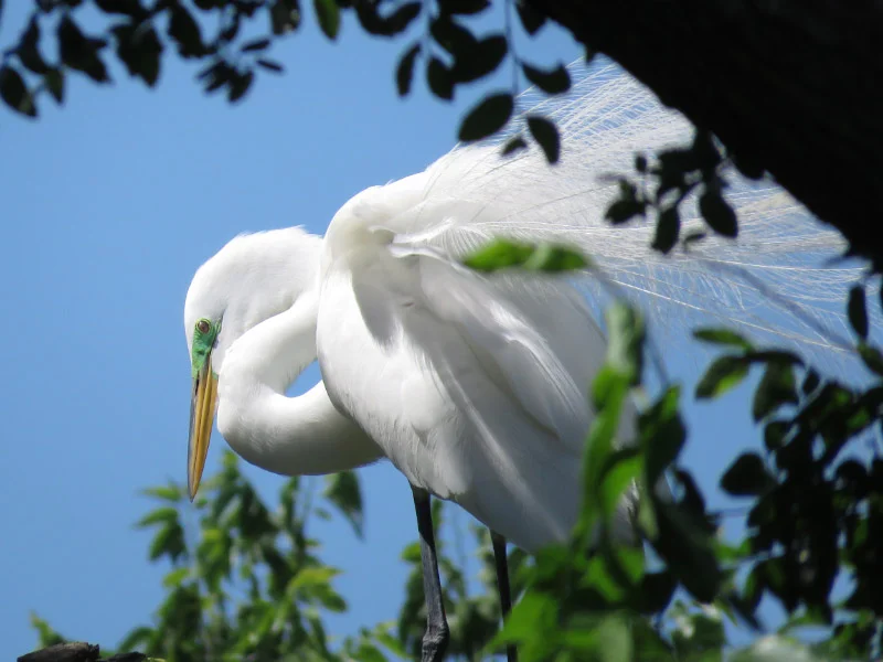Rookery at University of Texas Southwestern Medical School — The 21st ...