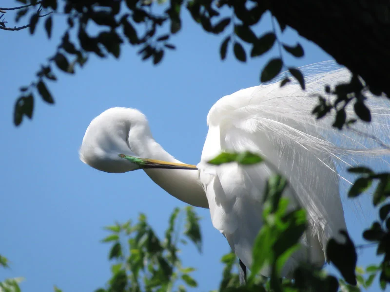 Rookery at University of Texas Southwestern Medical School — The 21st ...