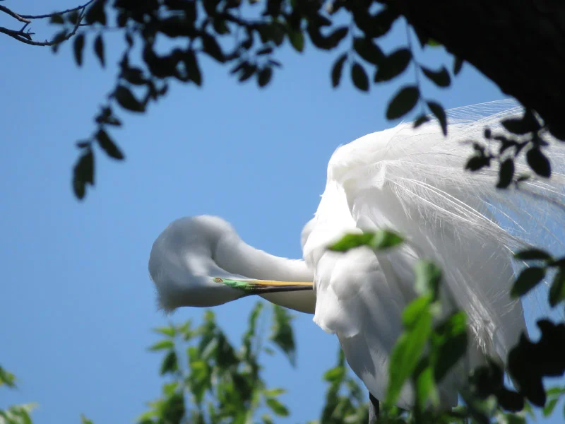 Rookery at University of Texas Southwestern Medical School — The 21st ...