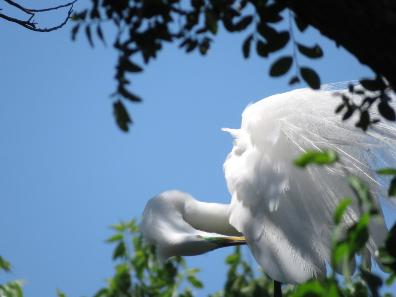Rookery at University of Texas Southwestern Medical School — The 21st ...