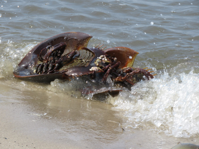 Beach & Picnic Blanket - Utopia — The Horseshoe Crab