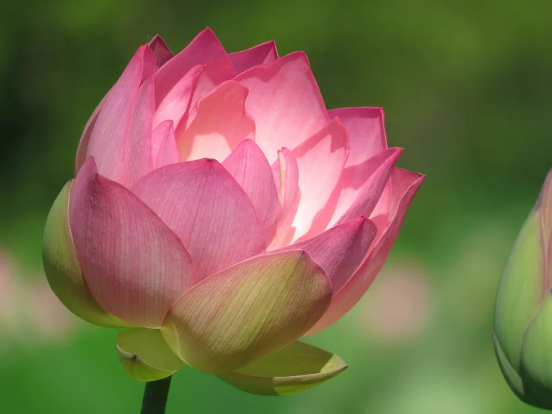 Kenilworth Park And Aquatic Gardens June 2019 The 21st Century
