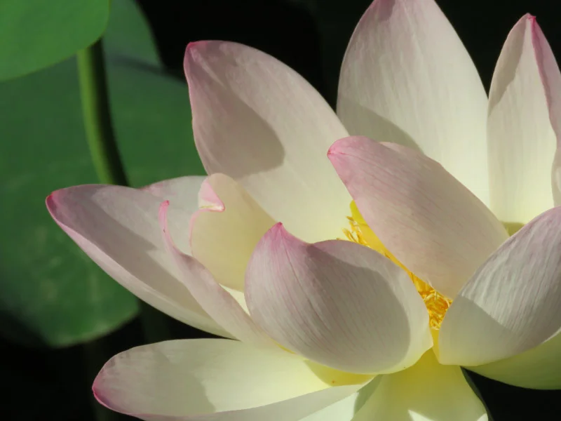 Kenilworth Park And Aquatic Gardens June 2019 The 21st Century