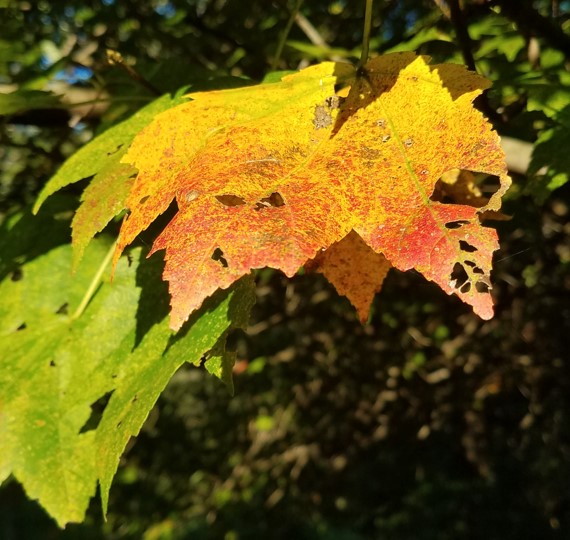 20190929_082339 clip2.jpg