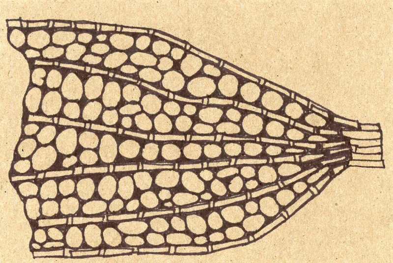 Zentangle® – October 2020 — The 21st Century Matriarch