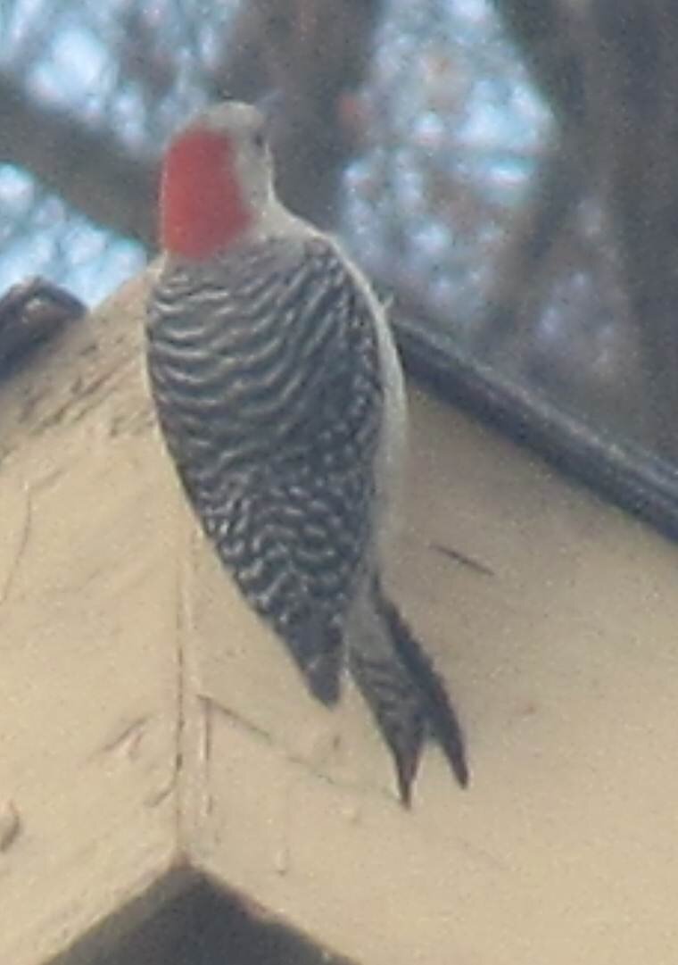 2012 11 red bellied woodpecker.jpg