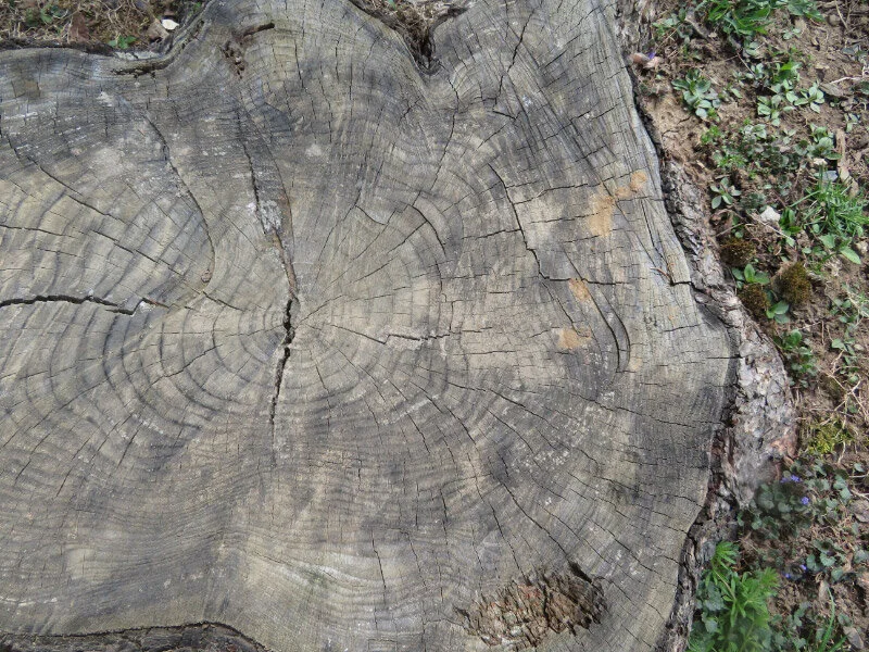 Count Tree Counting Tree Rings — The 21st Century Matriarch