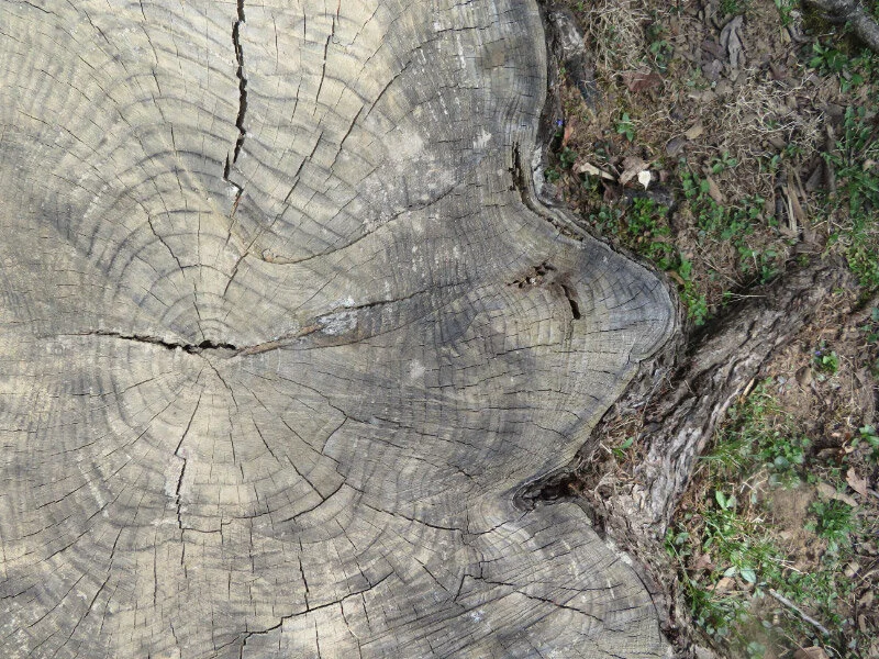 Count Tree Counting Tree Rings — The 21st Century Matriarch