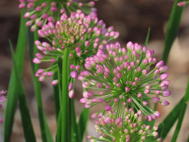 Springfield Botanical Garden – Part 1 — The 21st Century Matriarch