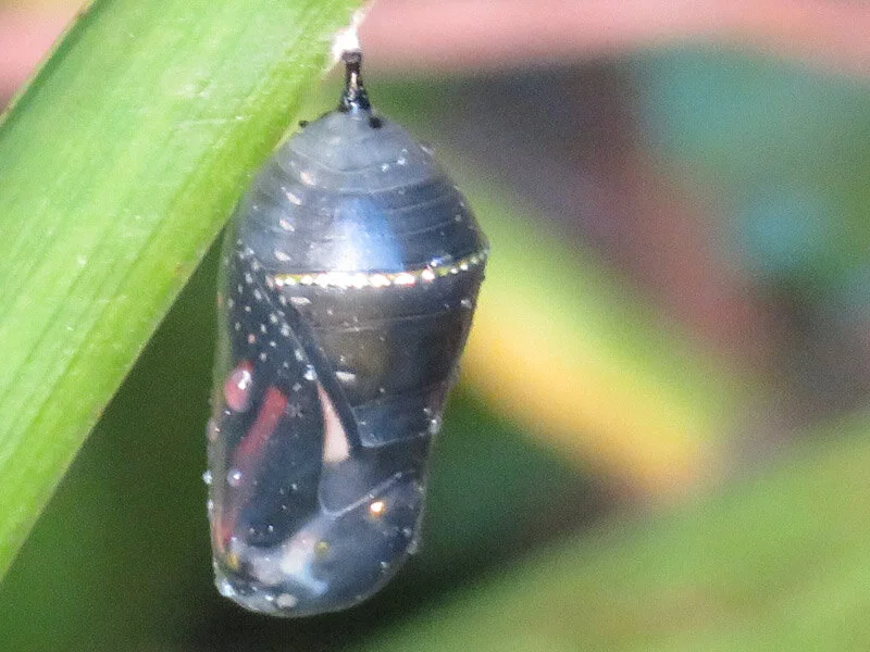 Emerging Monarch — The 21st Century Matriarch