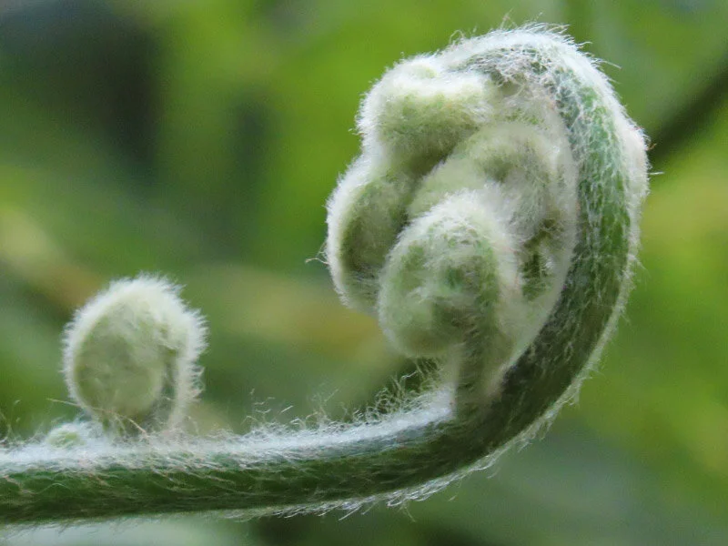 Longwood Gardens – Fiddleheads — The 21st Century Matriarch