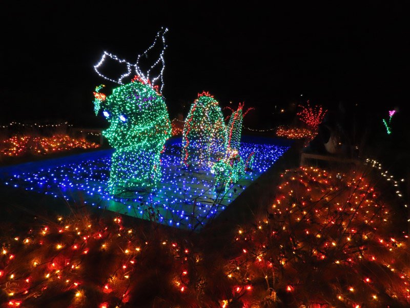 Christmas Lights At Brookside Gardens