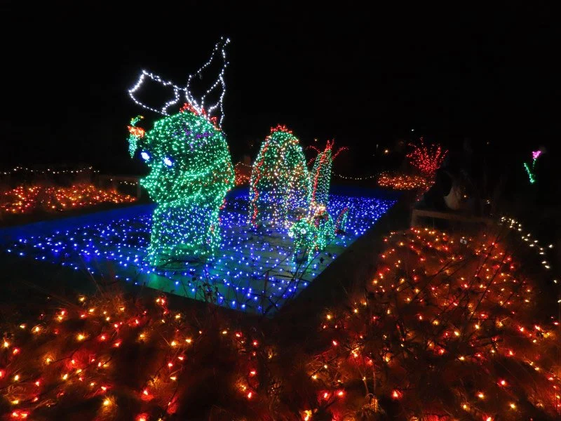 Brookside Garden Centre Christmas Lights Fasci Garden