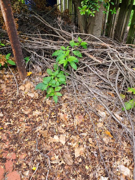 Virginia Creeper (Rutgers NJAES)