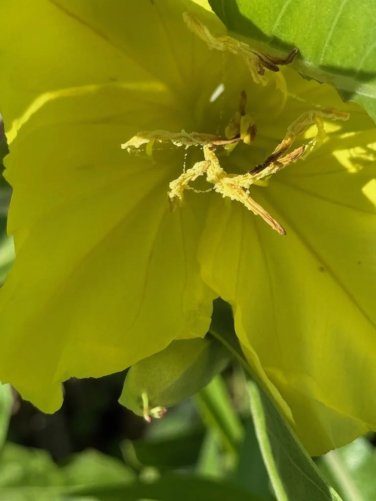 IMG_5555 2025 06.jpeg