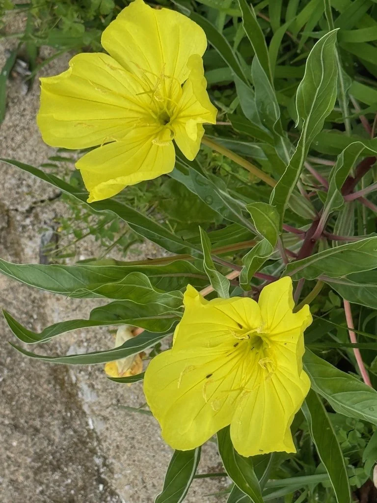IMG_6037 2025 06.jpeg