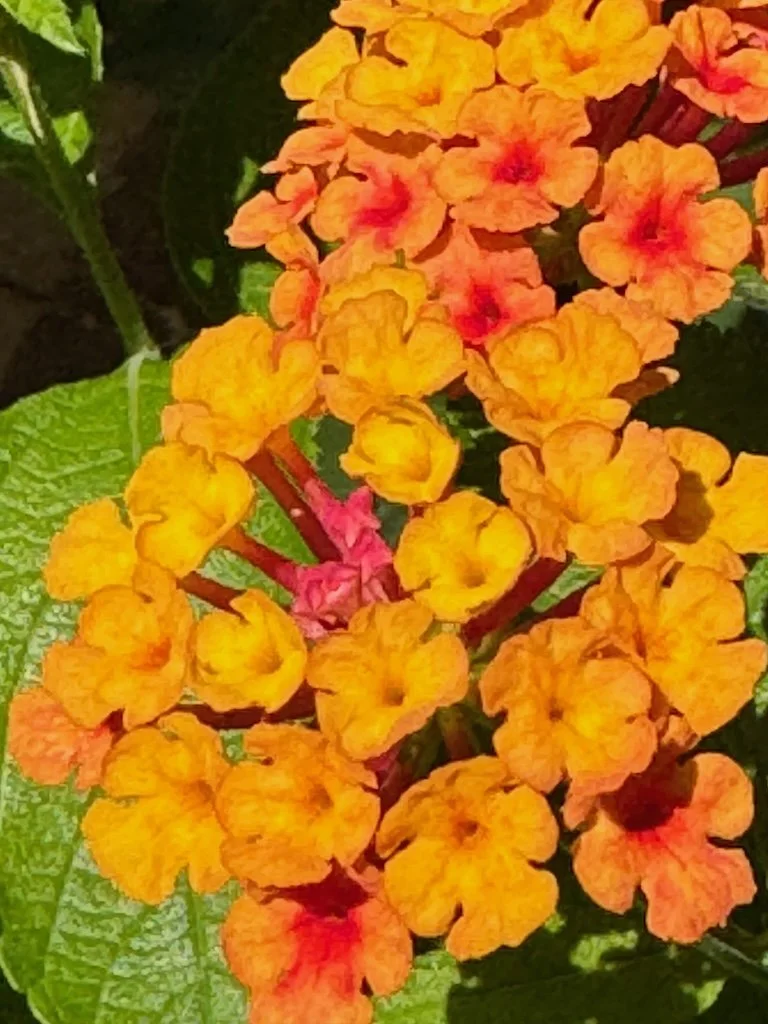 IMG_7195 2025 07.jpeg