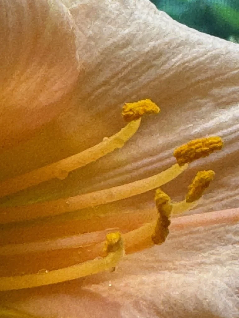 IMG_6835 2025 07.jpeg
