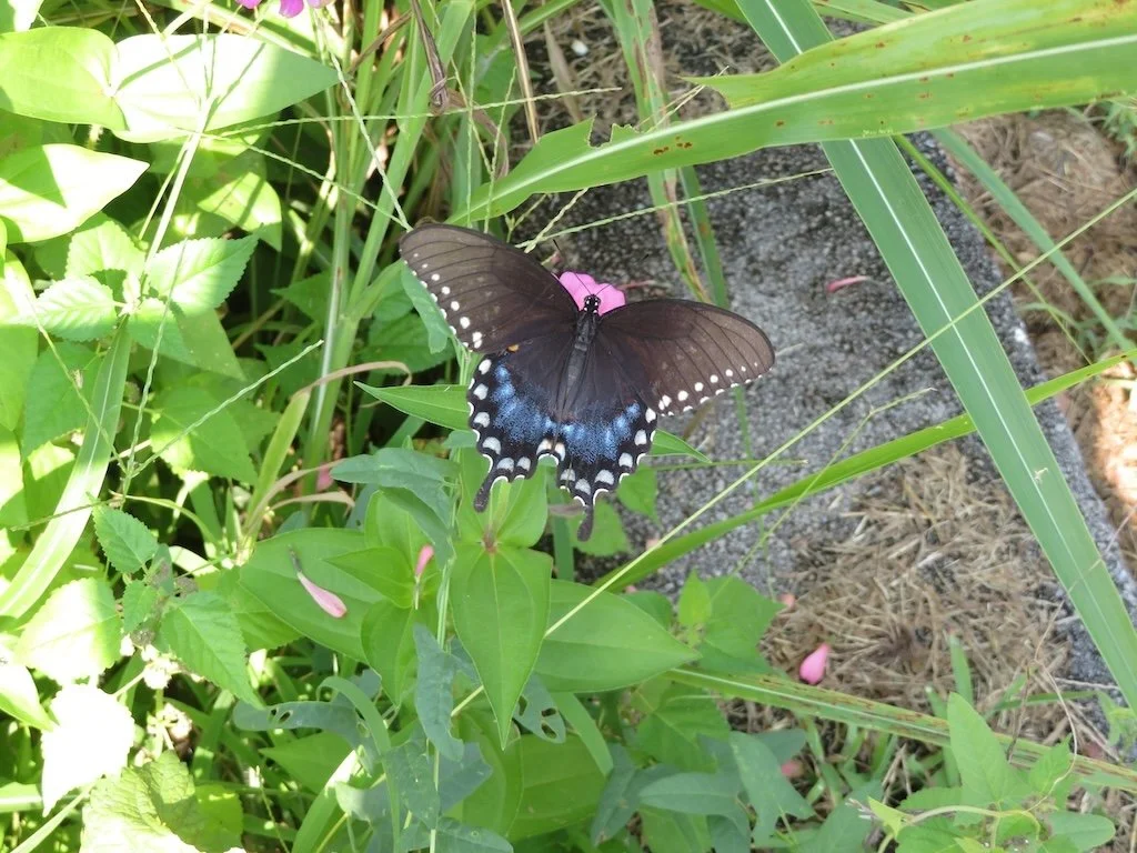 IMG_8513 2025 08.jPG