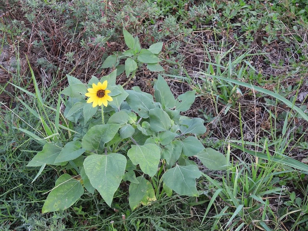 DSCN2338 2025 08.jPG