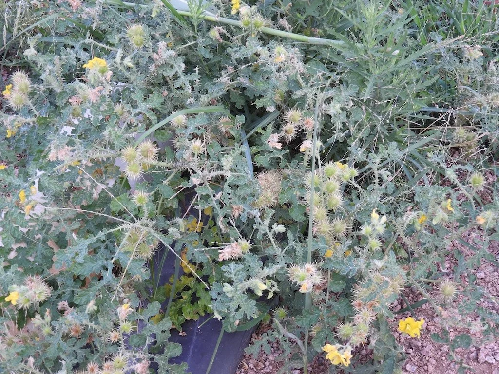 DSCN2345 2025 08.jPG