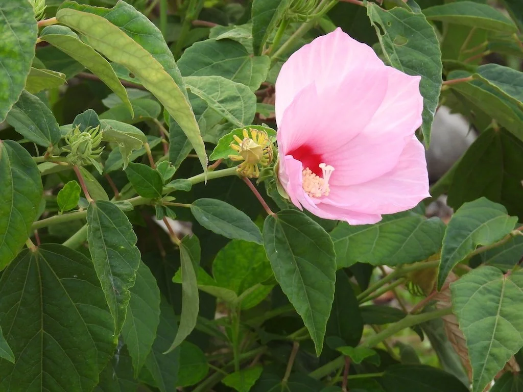 DSCN2347 2025 08.jPG