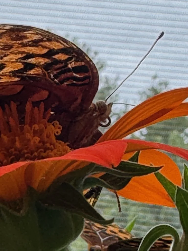 IMG_8392 2025 08.jpeg