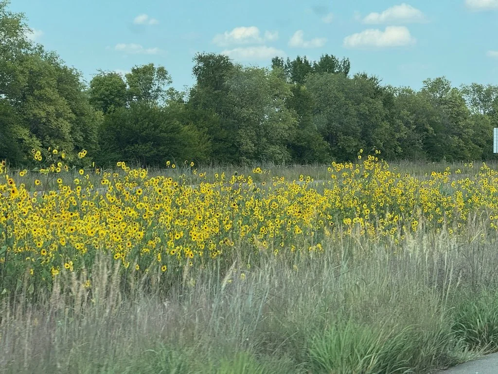 IMG_8654 2025 09a.jpeg
