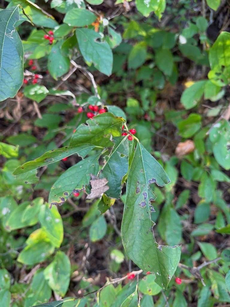 IMG_9356 2025 09.jpeg