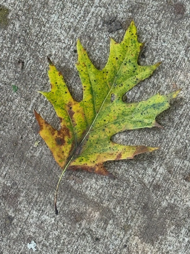 IMG_9472 2025 09.jpeg