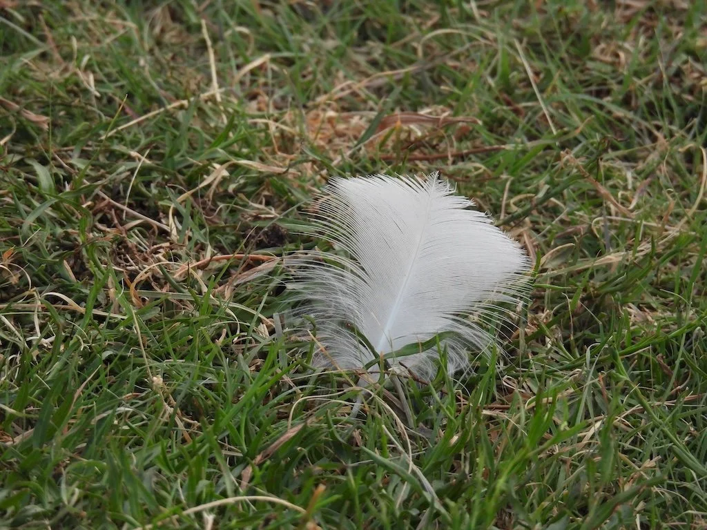 DSCN2495 2025 08.jPG