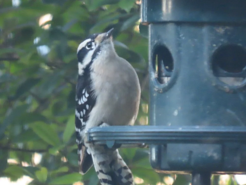 IMG_0814 2025 01.jpg