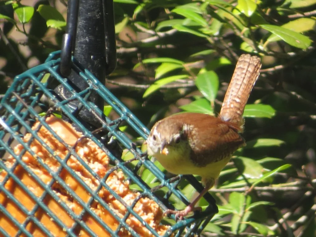 IMG_7868 2025 04.jPG