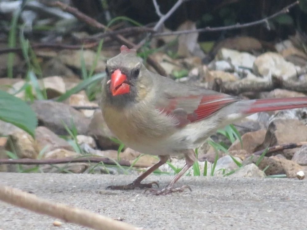 IMG_7997 2025 04.jPG