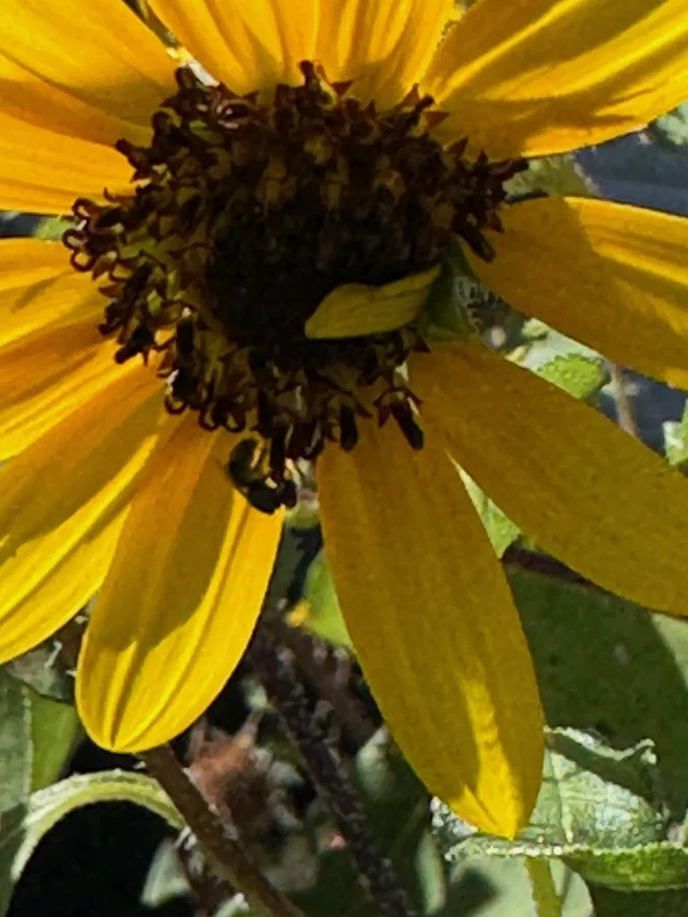 IMG_0137 2025 10.jpeg