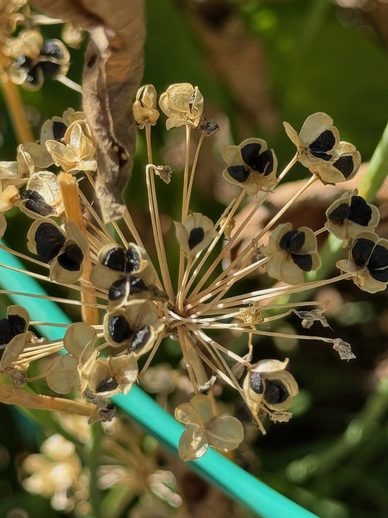 IMG_0142 2025 10.jpeg