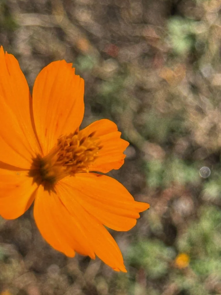 IMG_0147 2025 10.jpeg