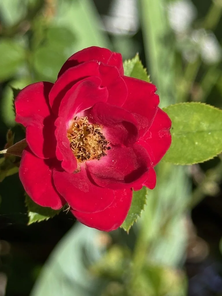 IMG_0156 2025 10.jpeg