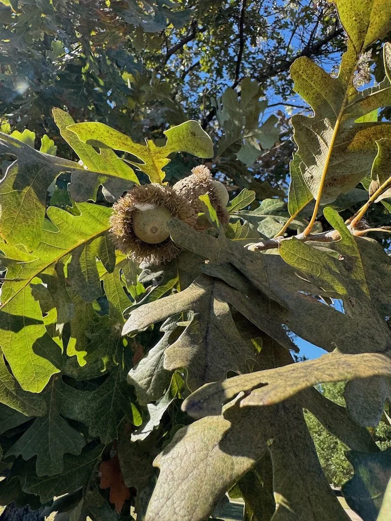 IMG_0123 2025 10.jpeg