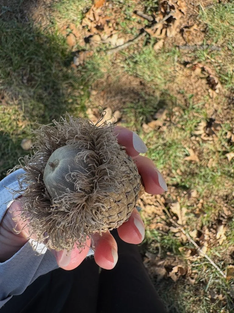 IMG_0130 2025 10.jpeg