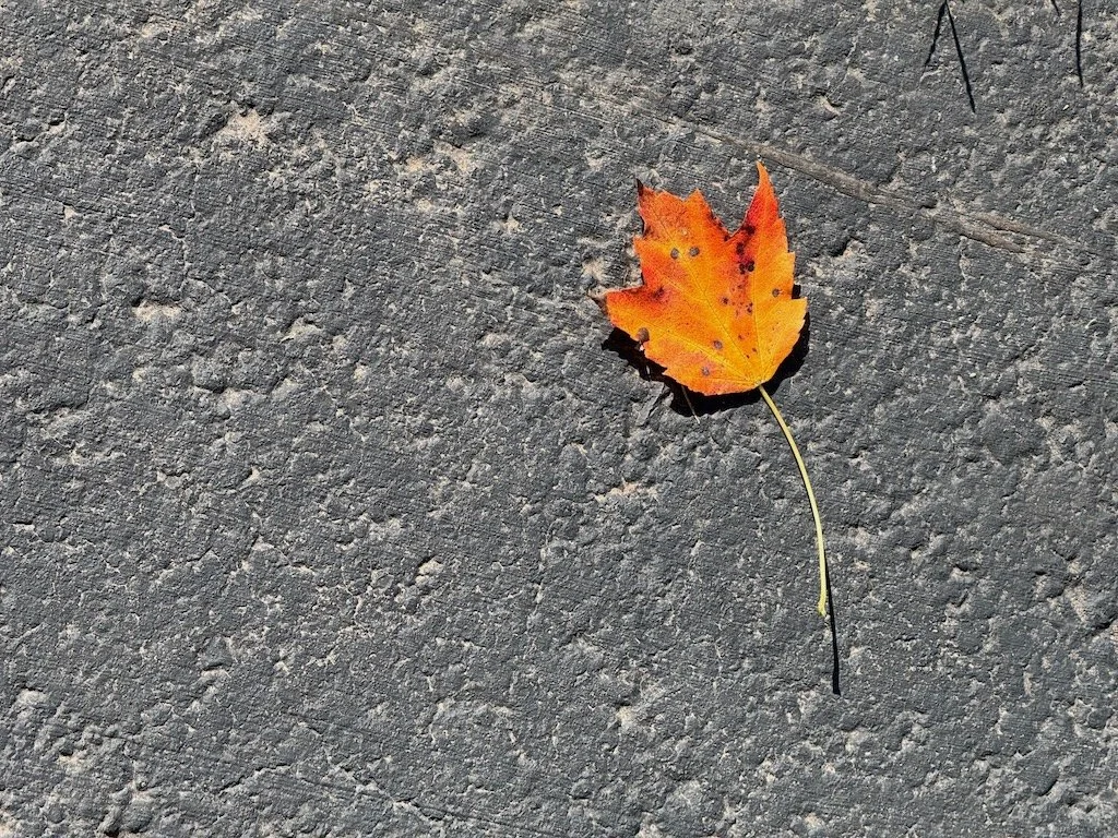 IMG_0057 2025 10.jpeg