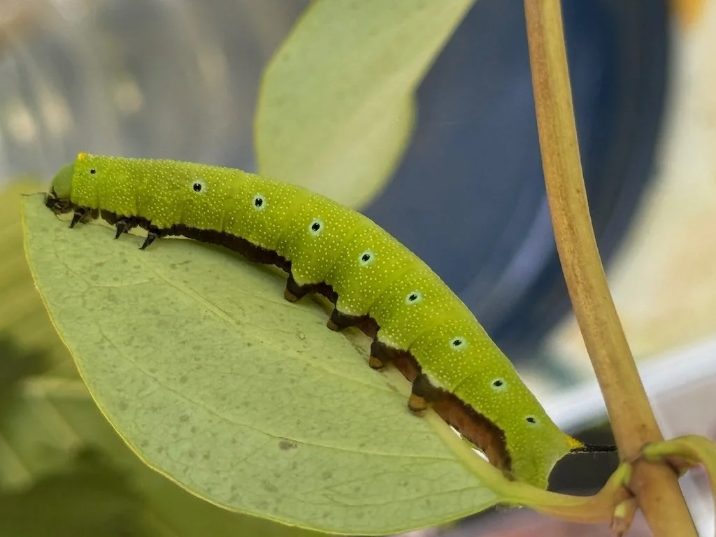 IMG_8587 2025 09.jpeg