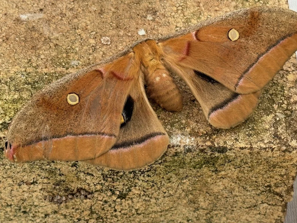 IMG_9094 2025 09.jpeg